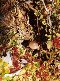 Thumbnail image of current specimen