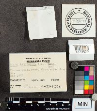 Suillus americanus image