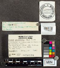 Suillus americanus image