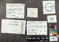 Suillus americanus image