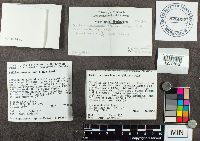 Suillus americanus image