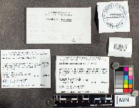 Suillus americanus image