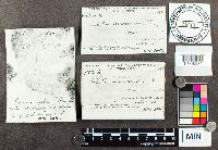 Suillus americanus image