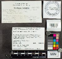 Suillus americanus image