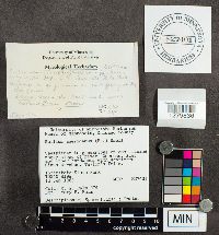 Suillus americanus image