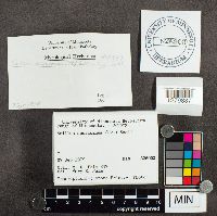 Suillus americanus image