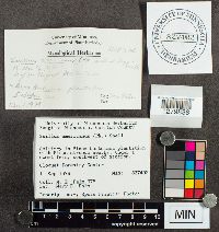 Suillus americanus image