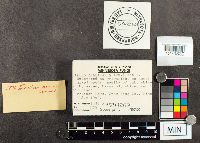 Suillus americanus image