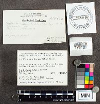 Suillus americanus image