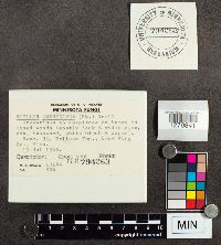 Suillus americanus image