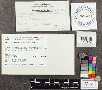 Suillus americanus image