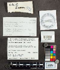 Suillus americanus image