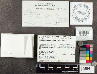 Suillus americanus image