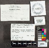 Suillus americanus image