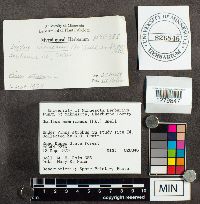 Suillus americanus image