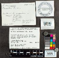 Suillus americanus image