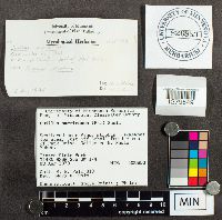 Suillus americanus image