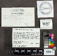 Suillus americanus image