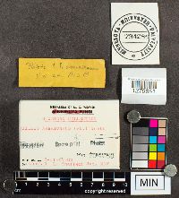 Suillus americanus image