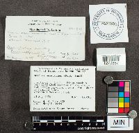 Suillus americanus image