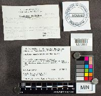 Suillus americanus image