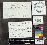 Suillus americanus image