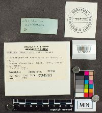 Suillus americanus image