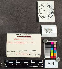 Suillus americanus image