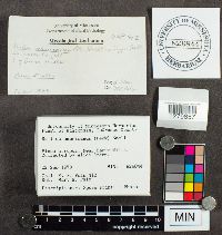 Suillus americanus image