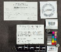 Suillus americanus image