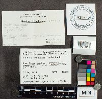 Suillus americanus image