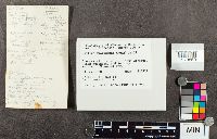 Suillus americanus image