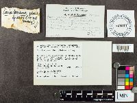 Suillus grevillei image