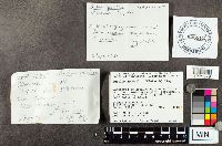 Suillus grevillei image