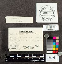 Suillus grevillei image