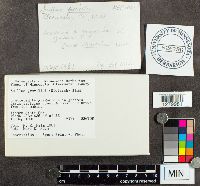 Suillus grevillei image