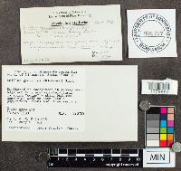 Suillus grevillei image