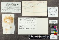 Suillus grevillei image