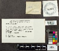 thumbnail image of current specimen