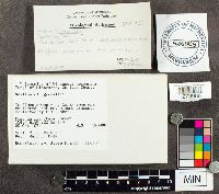 Suillus grevillei image