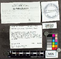 Suillus grevillei image