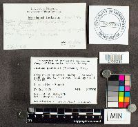 Suillus grevillei image