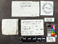 Suillus grevillei image