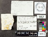 Suillus grevillei image