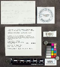 Suillus grevillei image