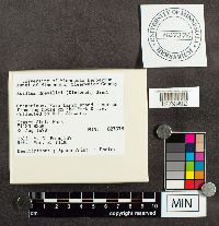 Suillus grevillei image