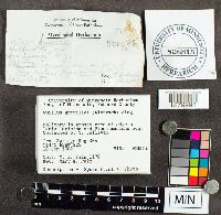 Suillus grevillei image