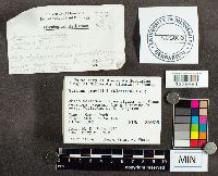 Suillus grevillei image