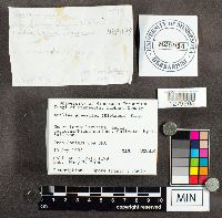 Suillus grevillei image