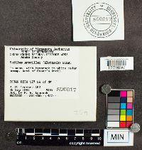 Suillus grevillei image